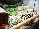 Duże Terrarium z szafką + Żółw Grecki i Stepowy z dokumentam - 9