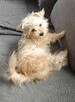 Yorkshire terrier - 4