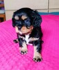 Piękny piesek Cavalier z rodowodem i wyprawką - 4