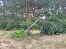 Okolice Grodziska Maz 1600m2 od mkwadrat.eu - 5