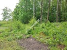 DZIAŁKA ZADRZEWIONA O REGULARNYM KSZTAŁCIE - 4