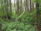 Korabiewice działka leśna - 5
