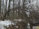 Działka rolno-budowlana Szarwark gm. Dąbrowa Tarnowska - 10
