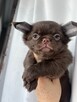Chihuahua sunia - 3
