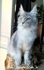 Czarny srebrzysty tikowany Maine Coon - hodowlany - FPL - 3