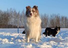 Rasowa suczka BORDER COLLIE z Hodowli - pełną dok. przebadan - 9