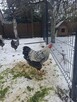 Sprzedam koguta. - 2
