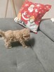 Maltipoo śliczna rasa piesków - 2