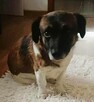 SZAFIR - niewielki psiak szuka domu po śmierci Pana - 3