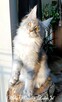 Czarny srebrzysty tikowany Maine Coon - hodowlany - FPL - 7