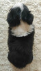 Rasowa suczka BORDER COLLIE z Hodowli - pełną dok. przebadan - 5