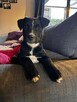 Pepsi- czarna jak węgielek suczka-szczeniak do adopcji - 5