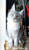 Czarny srebrzysty tikowany Maine Coon - hodowlany - FPL - 4