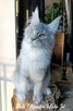 Czarny srebrzysty tikowany Maine Coon - hodowlany - FPL - 5