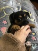 Oddam suczki w dobre ręce! - 2
