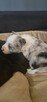 Border Collie suczka ZKwP - 6