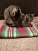 Koty do oddania. PILNIE! - 2