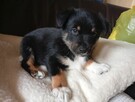Oddam za darmo szczeniaki