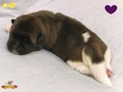 Szczenięta AKITA AMERYKAŃSKA - hodowla PlayTime FCI - 6
