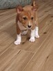 Basenji szczenię rudo-białe - 6