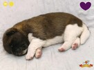 Szczenięta AKITA AMERYKAŃSKA - hodowla PlayTime FCI - 10