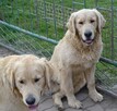 Golden retriever 8 miesięczne - 5