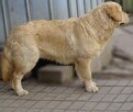 Golden retriever 8 miesięczne - 13