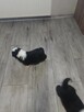 Border collie piesek i suczka - 5