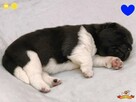 Szczenięta AKITA AMERYKAŃSKA - hodowla PlayTime FCI - 9
