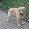 Golden retriever 8 miesięczne - 3