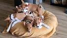 Basenji szczenię rudo-białe - 7