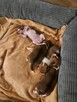 Basenji szczenię rudo-białe - 5