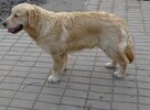Golden retriever 8 miesięczne - 12