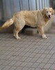 Golden retriever 8 miesięczne - 8