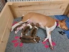 Basenji szczenię rudo-białe - 2
