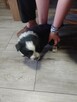 Border collie piesek i suczka - 3