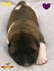 Szczenięta AKITA AMERYKAŃSKA - hodowla PlayTime FCI - 2