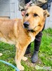 TUPTUŚ - zapomniany przez wszystkich, kochany psiak do adopc - 3