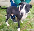 BINGO - kochany psiak w typie amstaffa szuka mądrego domu - 3