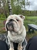Oddam buldoga angielskiego - 3