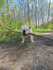 Oddam buldoga angielskiego - 8