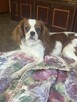 Piesek Cavarier King Charles spaniel - 4