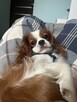 Piesek Cavarier King Charles spaniel