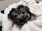 Sprzedam yorka malutkiego - 8