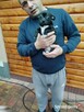 Piesek chihuahua okolice Warszawy gotowe do zmiany domu - 2