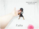 !! Ultra MINI !! Sunia KOKO Pinczer miniaturowy ( Ratlerek ) - 9