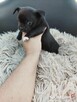 Piesek chihuahua okolice Warszawy gotowe do zmiany domu - 6