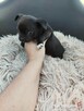 Piesek chihuahua okolice Warszawy gotowe do zmiany domu - 9