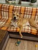 Rufi ok 3 let wyjatkowy psiak czeka na adopcję Małgorzata Ku - 2