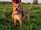 Rufi ok 3 let wyjatkowy psiak czeka na adopcję Małgorzata Ku - 3